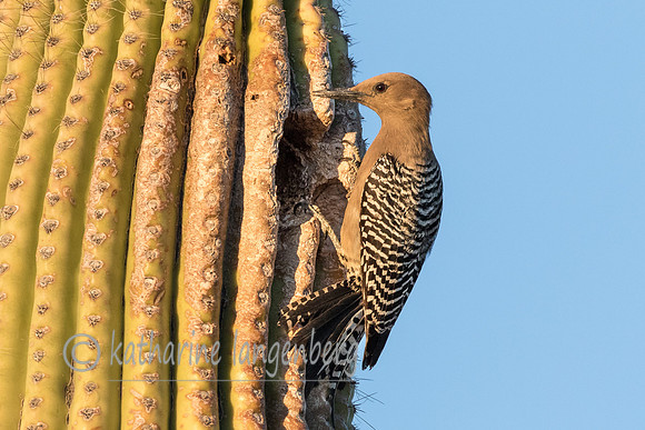 Gila Woodpecker