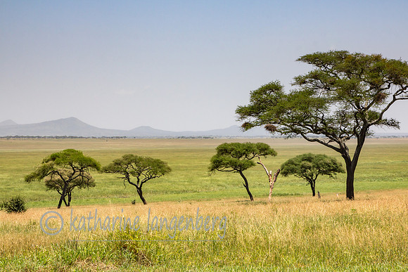 Southern Serengeti Plains