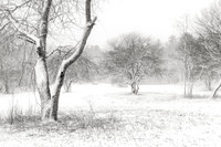 Apple Orchard snow