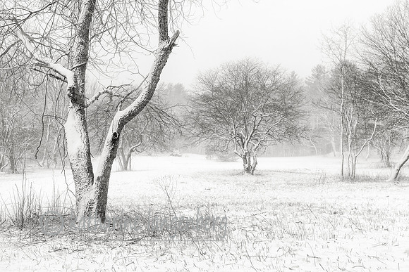 Apple Orchard snow