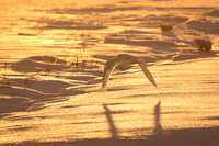 Snowy Owl and sunset glow