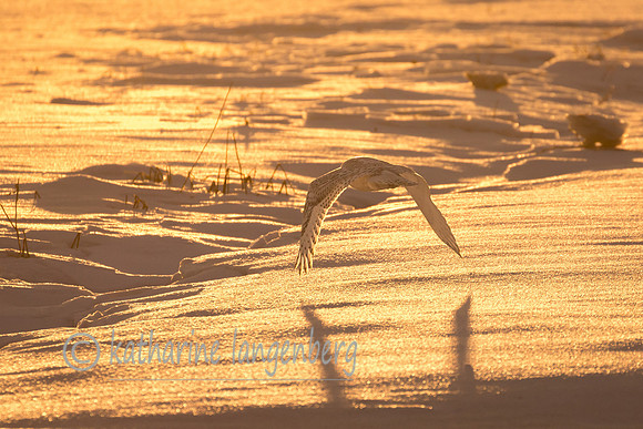 Snowy Owl and sunset glow