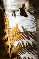 Birches at Sieur de Monts