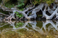 Weathered roots, Redwood National Park, California