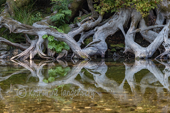 Weathered roots, Redwood National Park, California
