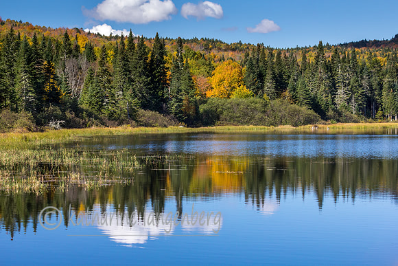 Reflections on Big Brook Bog, Maine