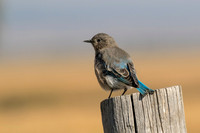 Mountain Bluebird (f)
