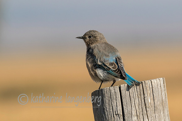 Mountain Bluebird (f)
