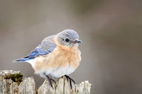 Eastern Bluebird (f)