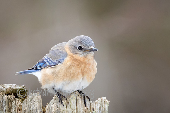 Eastern Bluebird (f)
