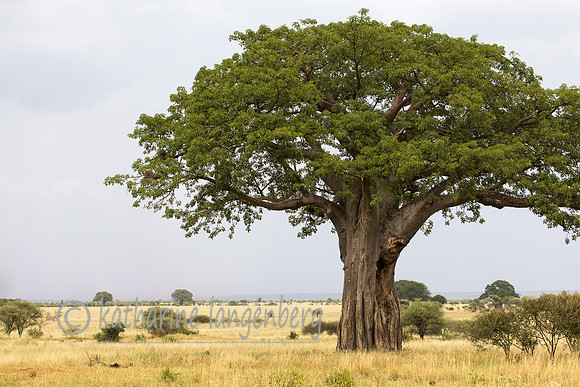 Baobab Tree, Tarangire National Park
