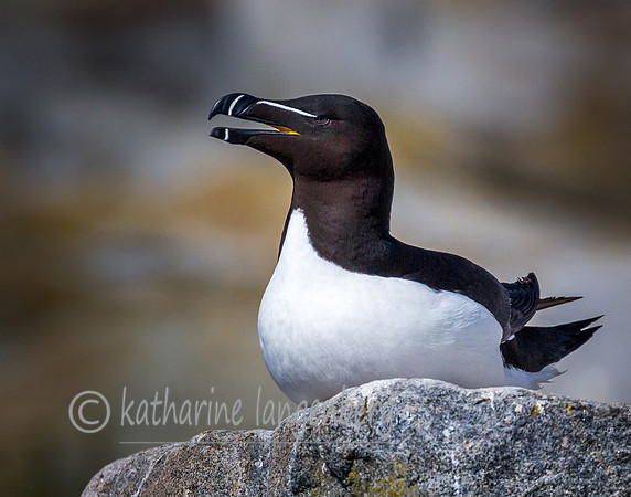 Razorbill, Machia-Seal island, Maine