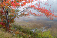 Fall time in Acadia