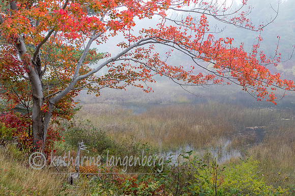 Fall time in Acadia