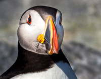 Atlantic Puffin of Machia-Seal Island, ME