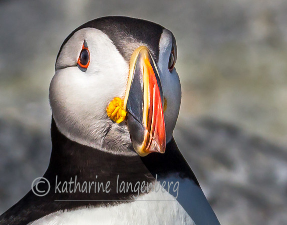 Atlantic Puffin of Machia-Seal Island, ME