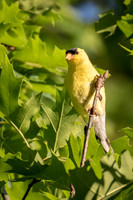 American Goldfinch