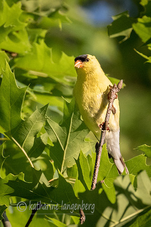 American Goldfinch