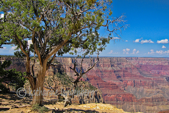 Tree on the edge, Grand Canyon NP Arizona