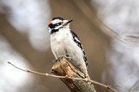 Downy Woodpecker