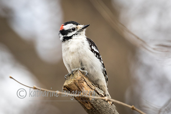 Downy Woodpecker