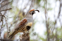 Gambel Quail