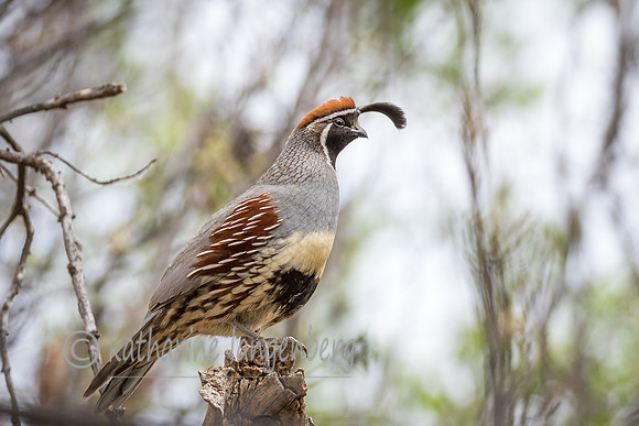 Gambel Quail