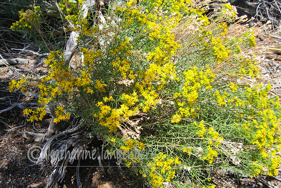 Desert yellow, South Rim trail