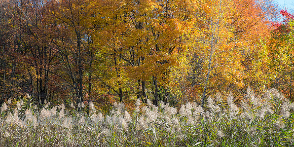 Fall Pallette