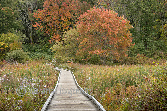 Meadowland boardwalk
