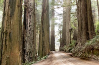 Jedediah Smith Redwood State Park, California