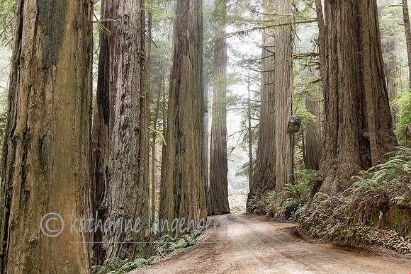 Jedediah Smith Redwood State Park, California