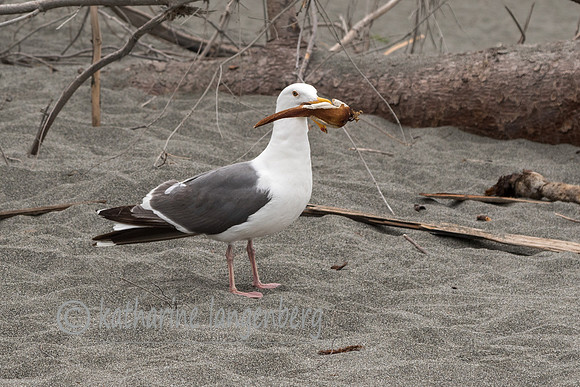 Gold Bluff Beach - Prairie Creek Redwood State Park