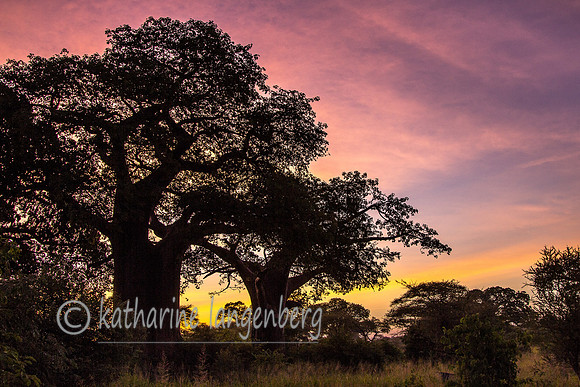 Tarangire National Park sunrise from camp