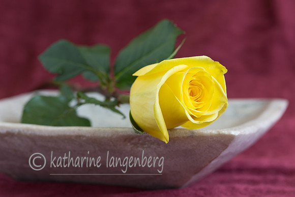 yellow rose