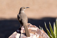 Curved Bill Thrasher