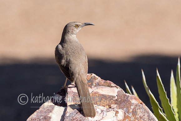 Curved Bill Thrasher