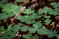 Flora of the Redwood National Park