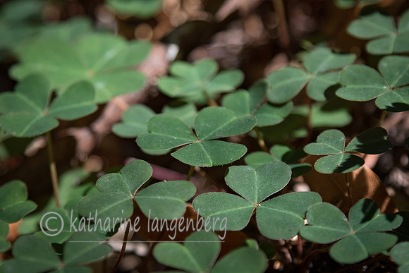 Flora of the Redwood National Park