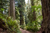 Jedediah Smith Redwood State Park, California