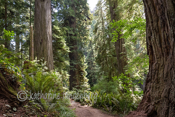 Jedediah Smith Redwood State Park, California