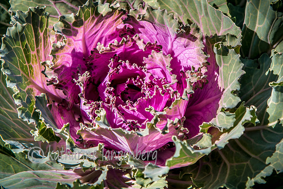 Fall cabbage