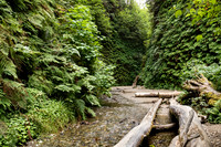 Fern Canyon - Prairie Creek Redwood State Park, California