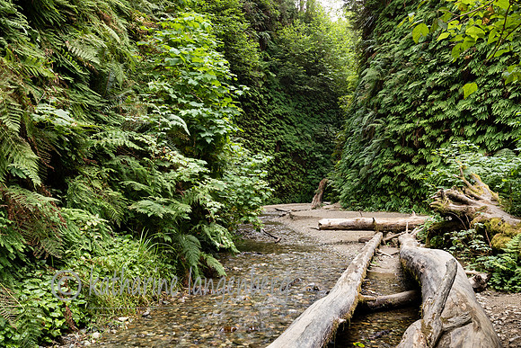 Fern Canyon - Prairie Creek Redwood State Park, California