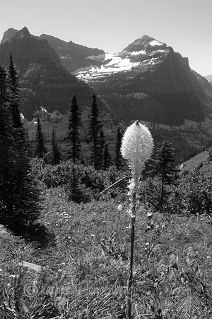 Beargrass from the Highline Trail hike