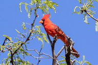 Cardinal