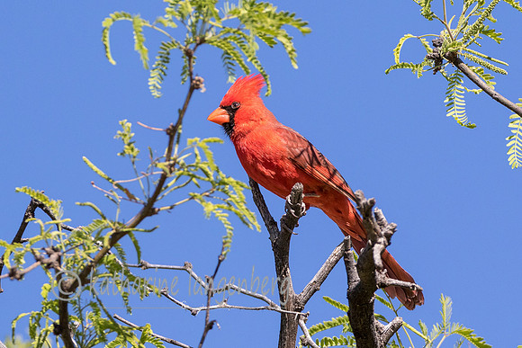Cardinal