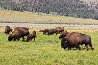 "where the buffalo roam.."