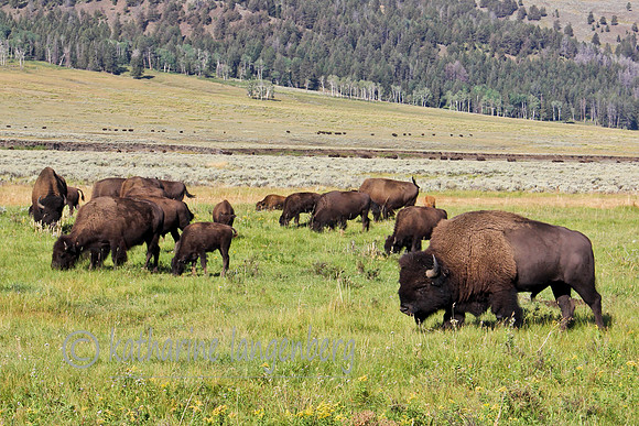 "where the buffalo roam.."