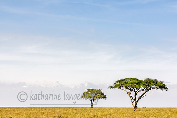 Serengeti Savannah